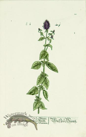 Blackwell German 071